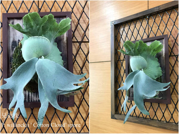 P. willinckii ‘Cotton Cloud’ spore9 ビカクシダ ウィリンキーコットンクラウド 胞子培養苗 板づけ 額付