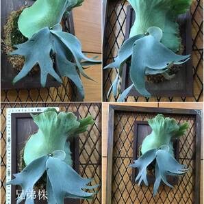 P. willinckii ‘Cotton Cloud’ spore② ビカクシダ ウィリンキーコットンクラウド 胞子培養苗 焼杉板づけ 額付