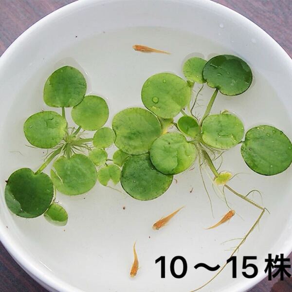 アマゾンフラッグピット10〜15株 屋外栽培 浮草 ビオトープ メダカの産卵床に【送料無料】