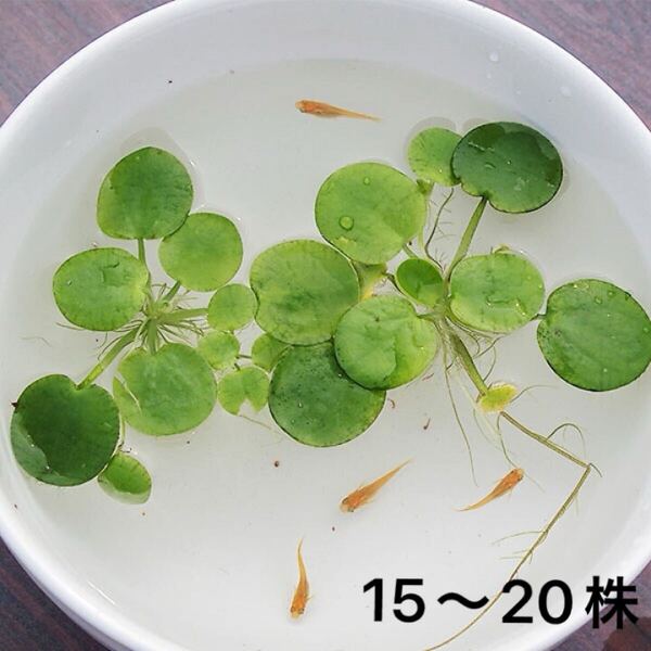 アマゾンフラッグピット15〜20株 浮草 屋外栽培 メダカの産卵床に ビオトープ