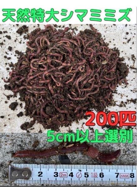 新潟発! 牛舎育ちの特大シマミミズ 200匹 無農薬・自然育成・採取後即日発送 釣り餌やペットの生き餌・コンポストなどに!