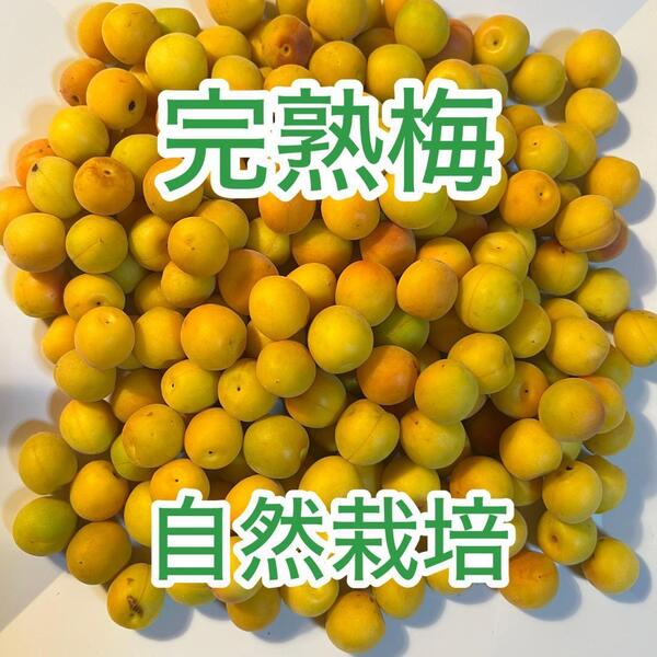 自然栽培 完熟梅(ありがとうめ) 850g 殺菌洗浄済 簡単で失敗しにくい