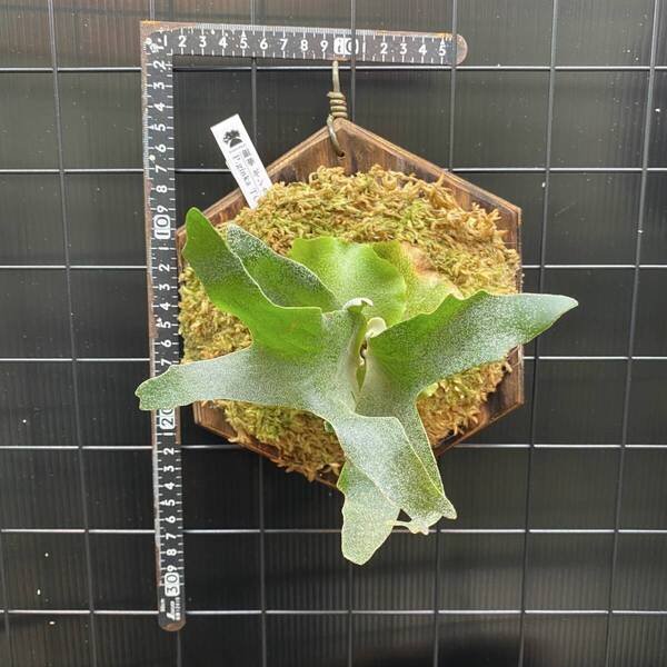 ギンカTC P.ginka TC ビカクシダ Platycerium コウモリラン【観葉植物】③
