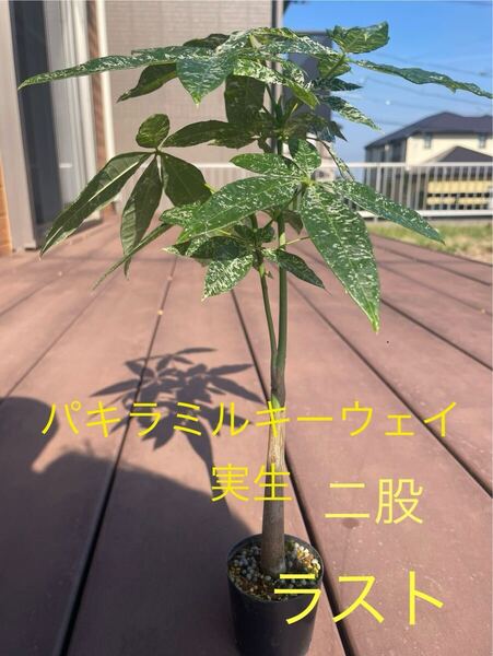 パキラミルキーウェイ 実生 二股