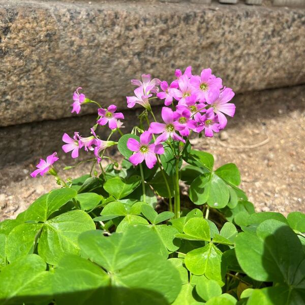 オキザリス 球根 ピンク 山野草