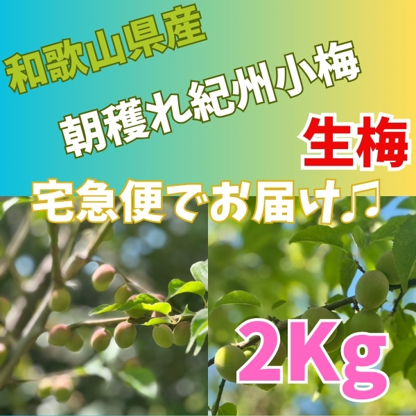 紀州小梅 2㎏ 生もの 新鮮新物 和歌山産地直送 朝採れ 梅酒 レシピ付き 梅シロップ 梅干し 手作り 梅仕事 多少傷あり