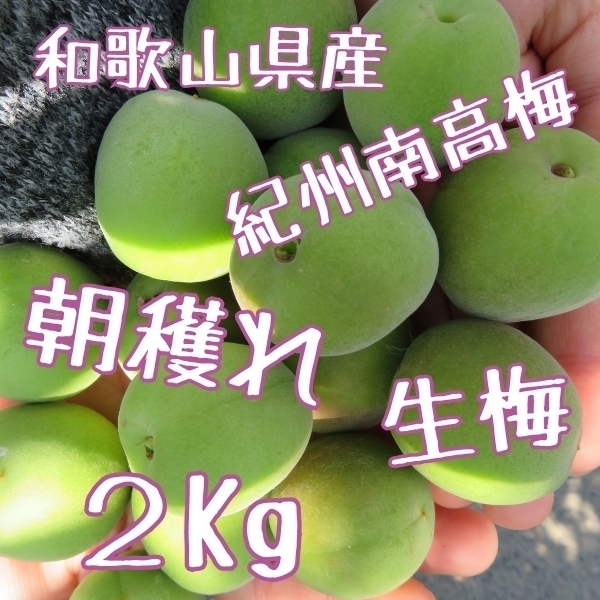 紀州南高梅 青梅 2㎏ 朝採れ 和歌山 生もの 産地直送 レシピ付き 梅酒 梅シロップ 梅干し 雹被害 多少傷あり 宅配便 常温配送