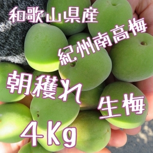 紀州南高梅 青梅 4㎏ 朝採れ 生もの 和歌山 産地直送 レシピ付き 梅酒 梅シロップ 梅干し 雹被害 多少傷あり 宅配便 常温配送