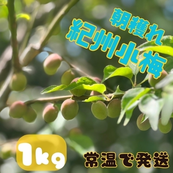 紀州小梅 1㎏ 新鮮新物 生もの 和歌山産地直送 朝採れ レシピ付き 梅酒 梅シロップ 梅干し 手作り 梅仕事 多少傷あり