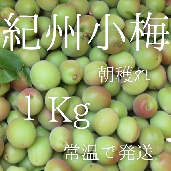 紀州小梅 1㎏ 新鮮新物 生もの 和歌山産地直送 朝採れ レシピ付き 梅酒 梅シロップ 梅干し 手作り 梅仕事 多少傷あり