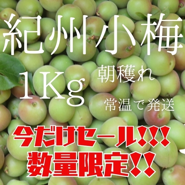 紀州小梅 1㎏ 新鮮新物 生もの 和歌山産地直送 朝採れ レシピ付き 梅酒 梅シロップ 梅干し 手作り 梅仕事 多少傷あり