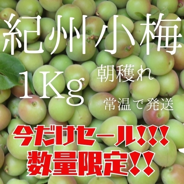 紀州小梅 新鮮新物 和歌山産地直送 朝採れ 1㎏ 生もの レシピ付き 梅酒 梅シロップ 梅干し 手作り 梅仕事 多少傷あり