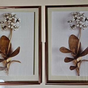★最終価格★2枚セット ホームフォトフレーム 写真 オシャレ あじさい?