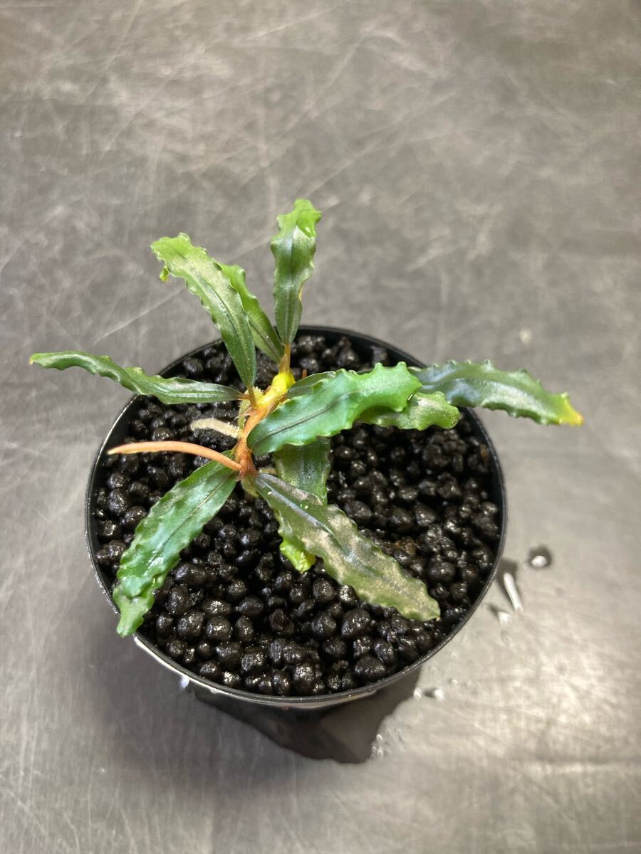 ブセファランドラ sp.HB No9【AZ0420-13】赤軸 AZ便】 ブセファランドラ sp HB No9 魚用品・水草