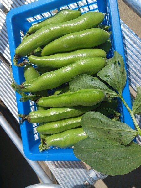 そら豆 ソラマメ 鞘つき600g 無農薬 和歌山発 送料無料