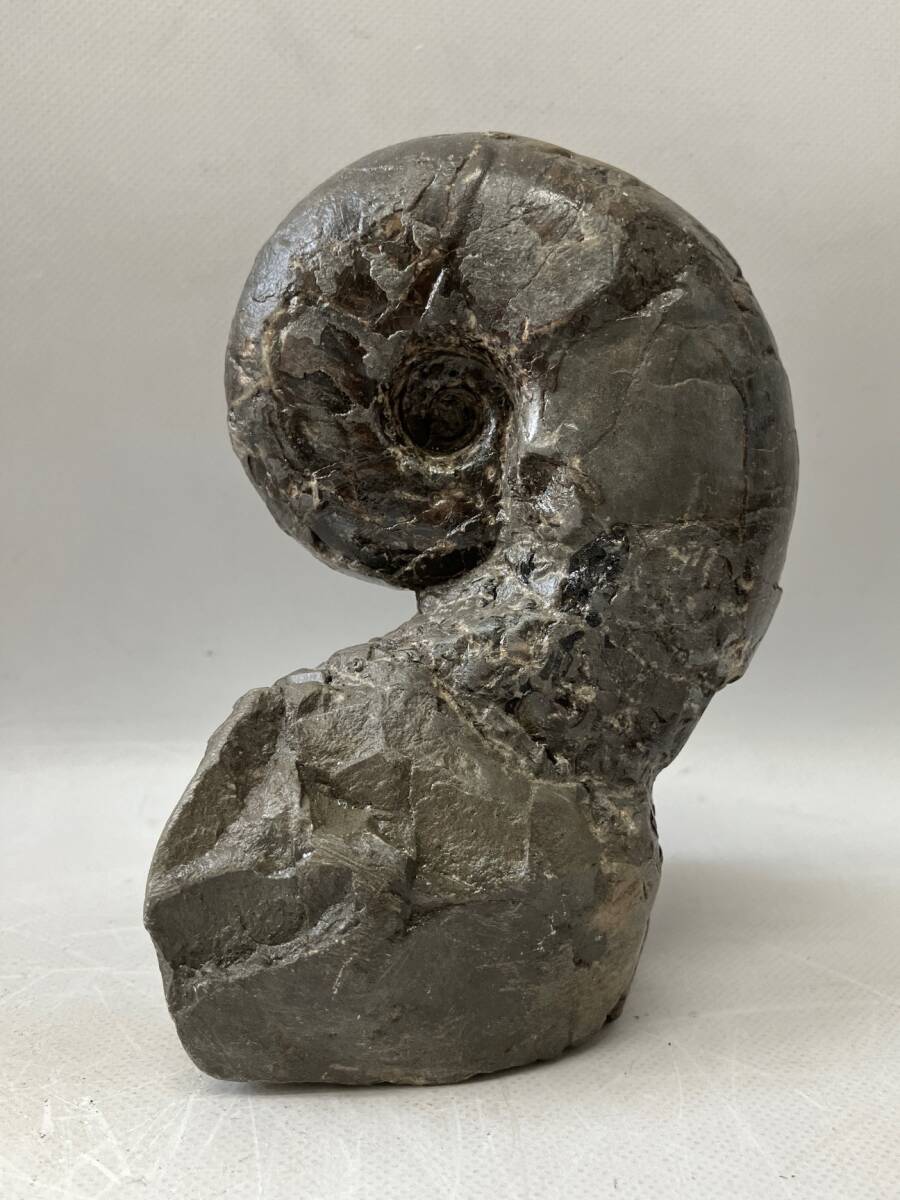 Yahoo!オークション - 日本の化石 アンモナイト 北海道 約8cm