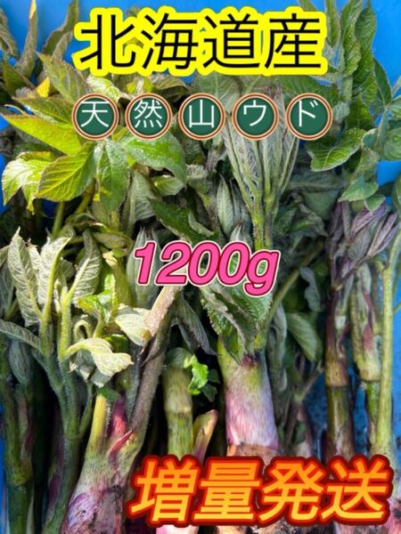 北海道産天然山ウド。1200g。