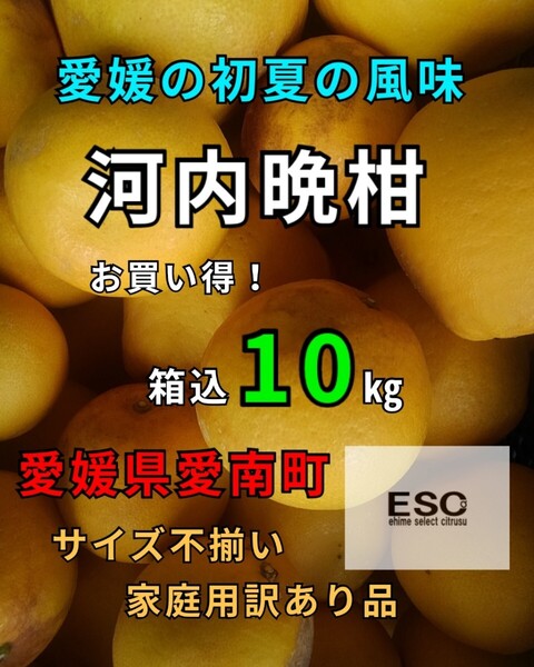 送料込!! ESC愛媛県産河内晩柑サイズ不揃い家庭用箱込10kg②