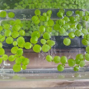 ☆無農薬!ドワーフフロッグピット 50株☆水槽のレイアウトや水質浄化に最適!★ゆうパケットポストmini発送★