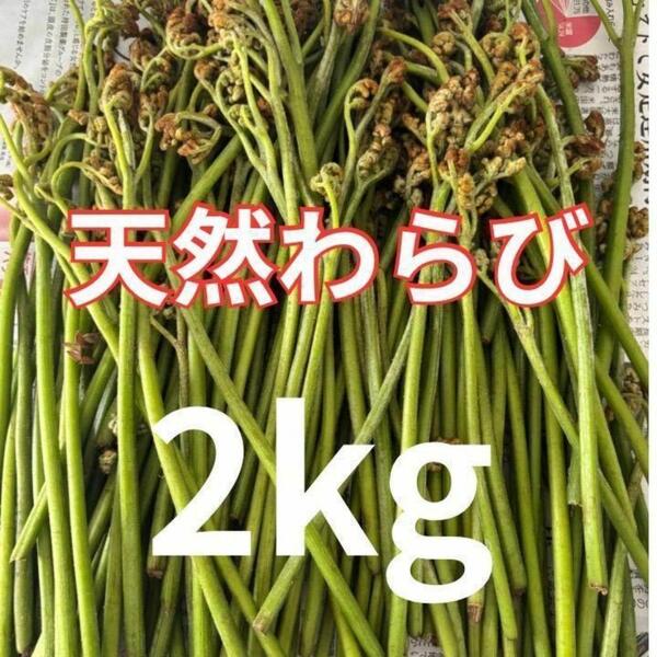 天然 無農薬 山菜 わらび 2Kg 80サイズダンボール
