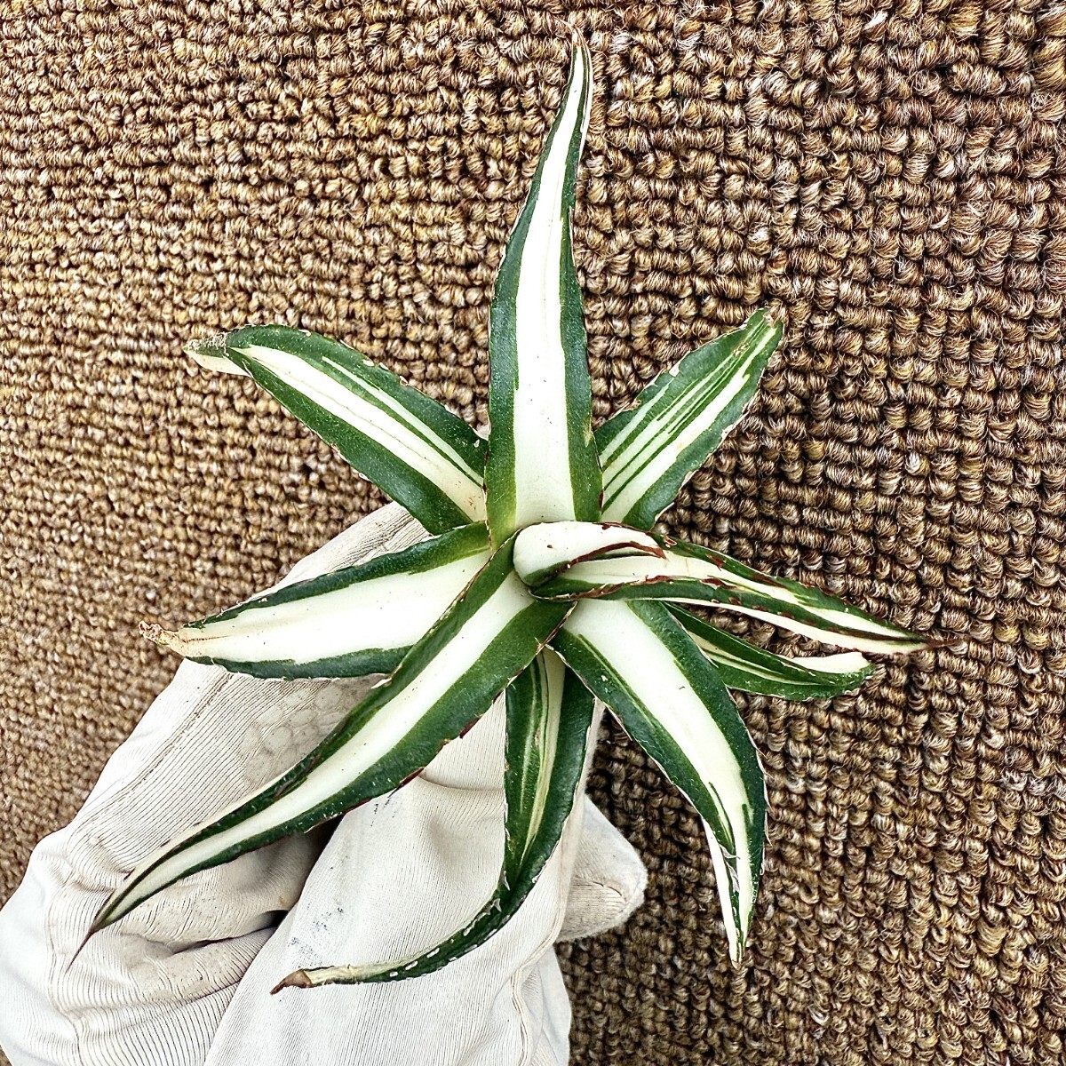 Yahoo!オークション -「アガベ 氷山」(アガベ) (観葉植物)の落札