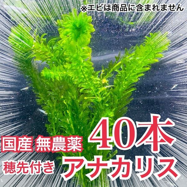 【40本】国産 無農薬アナカリス(オオカナダモ) 水草 産卵藻 金魚草 金魚藻 メダカ 稚魚
