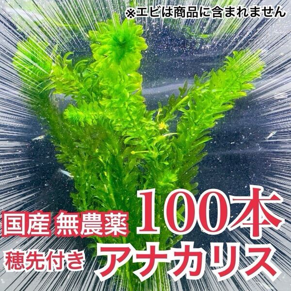【100本】国産 無農薬アナカリス(オオカナダモ) 水草 産卵藻 金魚草 金魚藻 メダカ イモリ
