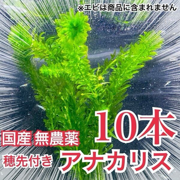 【10本】国産 無農薬アナカリス(オオカナダモ) 水草 産卵藻 金魚草 金魚藻 メダカ
