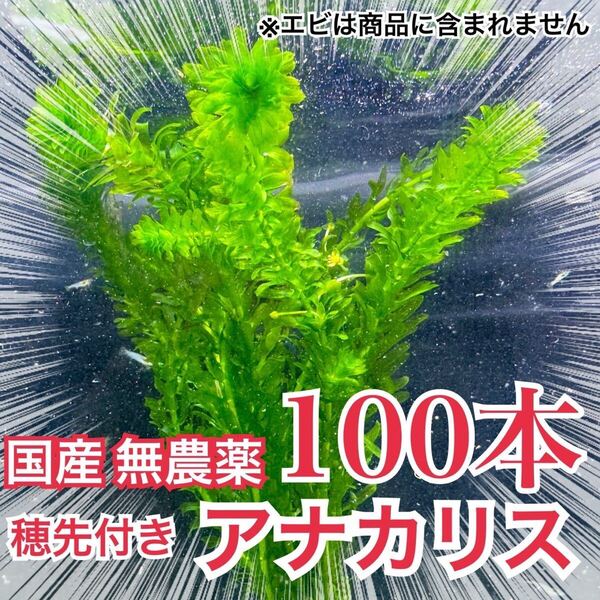 【100本】国産 無農薬アナカリス(オオカナダモ) 水草 産卵藻 金魚草 金魚藻 メダカ 稚魚 イモリ