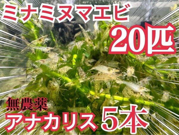 【20匹】無農薬アナカリス5本とミナミヌマエビ20匹 ビオトープ、餌、メダカ、金魚 コケ掃除 送料無料
