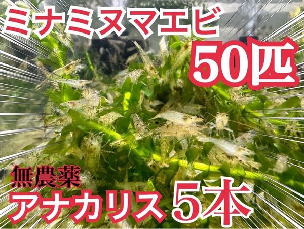 【50匹】無農薬アナカリス5本とミナミヌマエビ50匹 ビオトープ、餌、メダカ、金魚 コケ掃除 送料無料