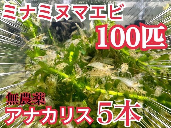 【100匹】無農薬アナカリス5本とミナミヌマエビ100匹 ビオトープ、餌、メダカ、金魚 コケ掃除 送料無料
