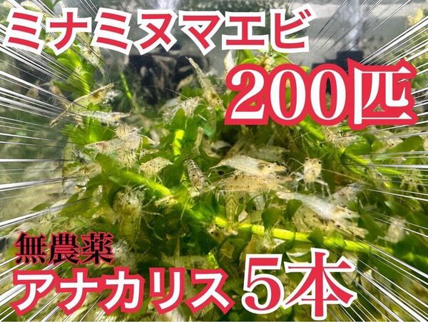 【200匹】無農薬アナカリス5本とミナミヌマエビ200匹 ビオトープ、餌、メダカ、金魚 コケ掃除 水草 送料無料