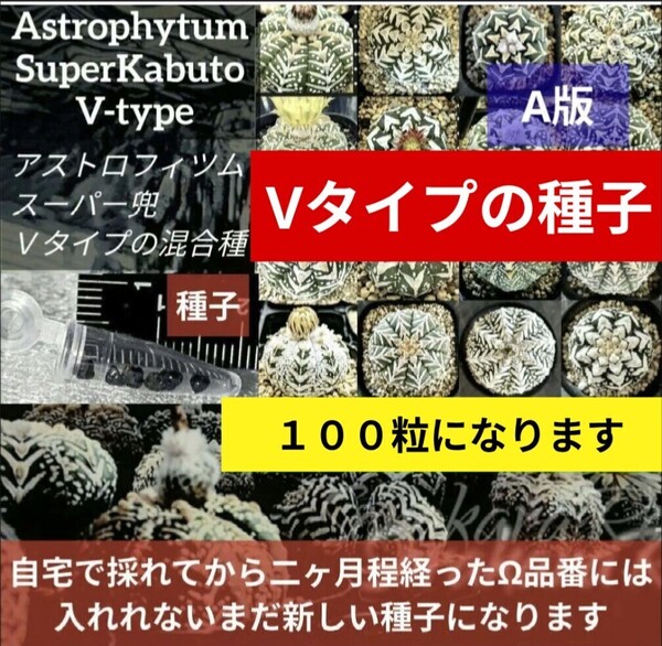A100 スーパー兜 アストロフィツム Vタイプ アロータイプ 種子 100粒 サボテン Astrophytum 種子 兜丸