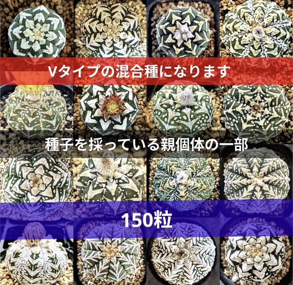 Ω 150粒 Yahooオフ スーパー兜 アストロフィツム Vタイプ アロータイプ 種子 サボテン 多肉植物 種 匿名配送品 お得版