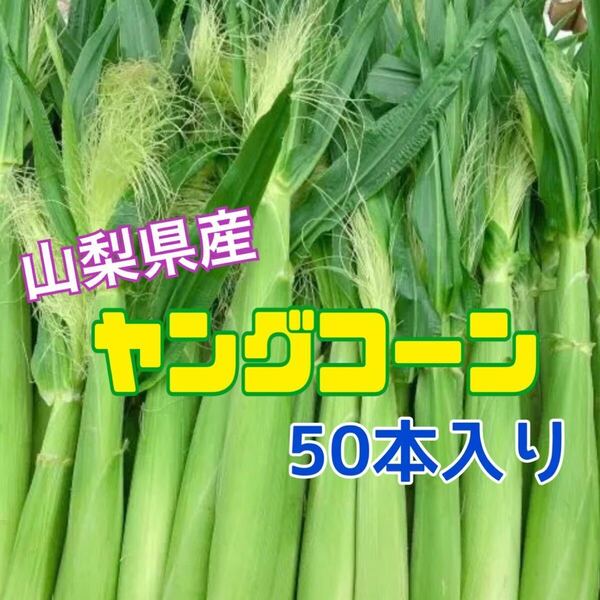 yd40 山梨県産 ヤングコーン ベビーコーン 新鮮 50本入り とうもろこし