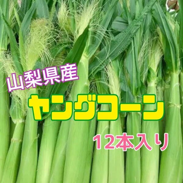 ya22 山梨県産 ヤングコーン ベビーコーン 新鮮 12本入り とうもろこし
