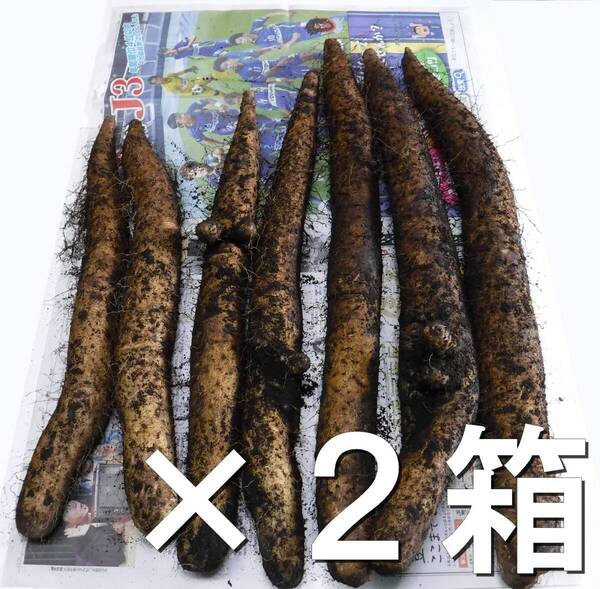 ★土付き長芋★越冬春掘り★9kg2箱★送料無料★農家直送★青森県産★