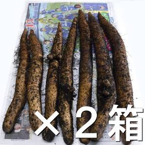★土付き長芋★越冬春掘り★9kg2箱★送料無料★農家直送★青森県産★