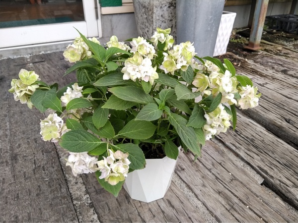 ☆処分価格☆ ★山紫陽花【マルヤマボタン*Hydrangea hirta*山あじさい*丸山ぼたん*】01★写真現品★