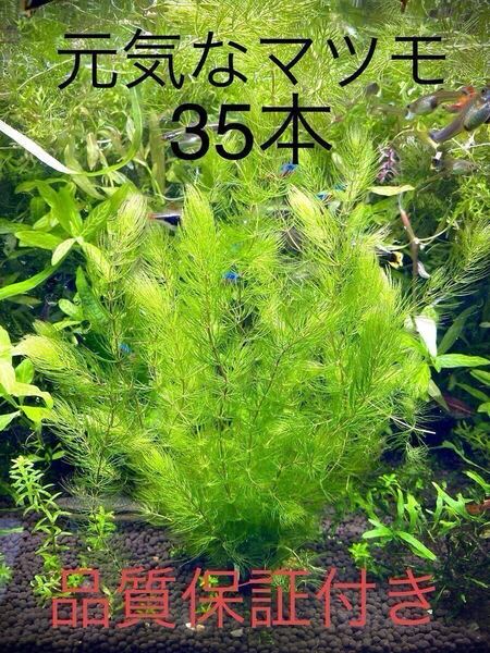元気なマツモ 大量 すぐ発送 30本 今だけ増量+5本長さ15cm前後 無農薬 スネール、プラナリア無し 安心の品質保証付き