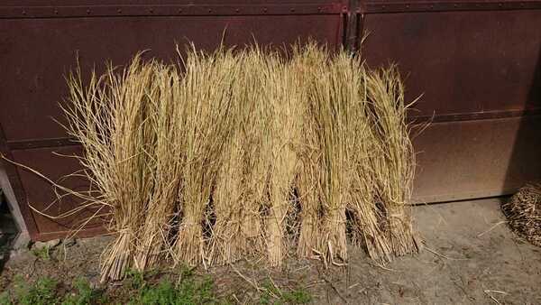 稲藁 稲わら 藁 ワラ わら 敷き藁 20束セット 令和6年 2024年産 コシヒカリ 山梨県産 菜園 園芸 ペット 趣味 工芸 しめ縄 畑 等に