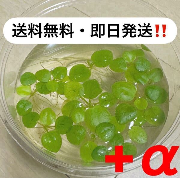 【送料無料・即日発送】アマゾンフロッグピット(水草・浮草 )