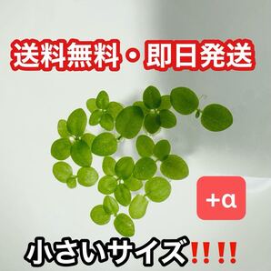 【送料無料・即日発送】アマゾンフロッグピット 小さいサイズ (水草・浮草)