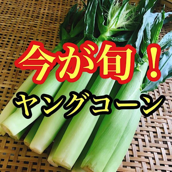 鹿児島県産 皮付きヤングコーン 6本から10本入り ネコポス発送