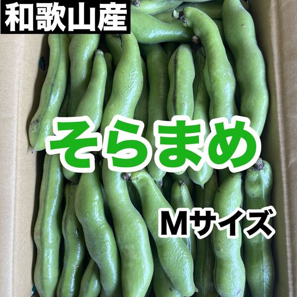 和歌山産 そら豆 Mサイズ 箱込み900g 送料無料