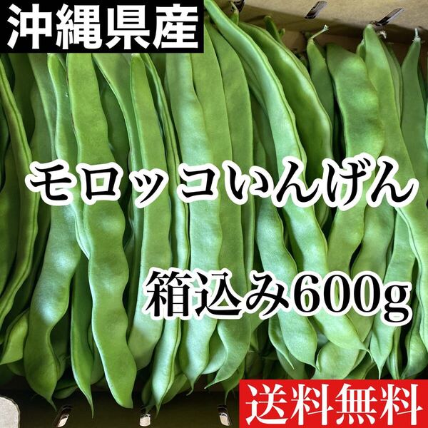 沖縄県産 モロッコいんげん 箱込み600g ネコポス発送 送料無料