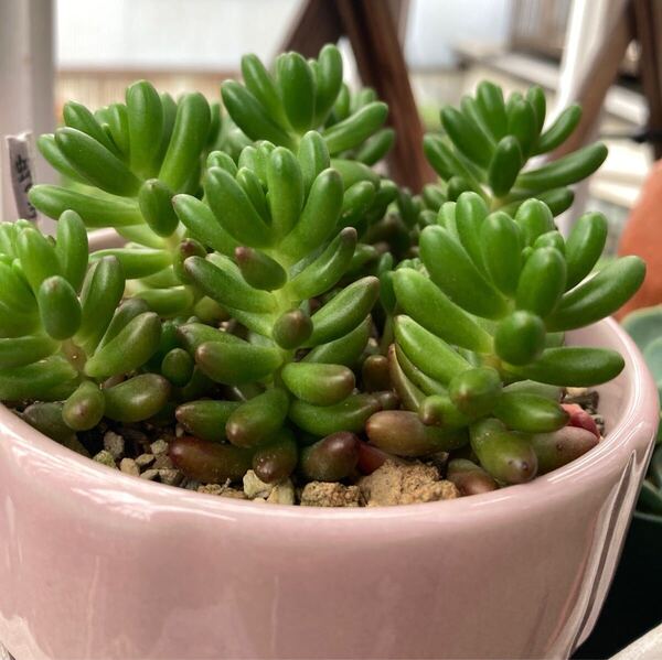 多肉植物 虹の玉 カット苗 7本 寄せ植えなどに セダム