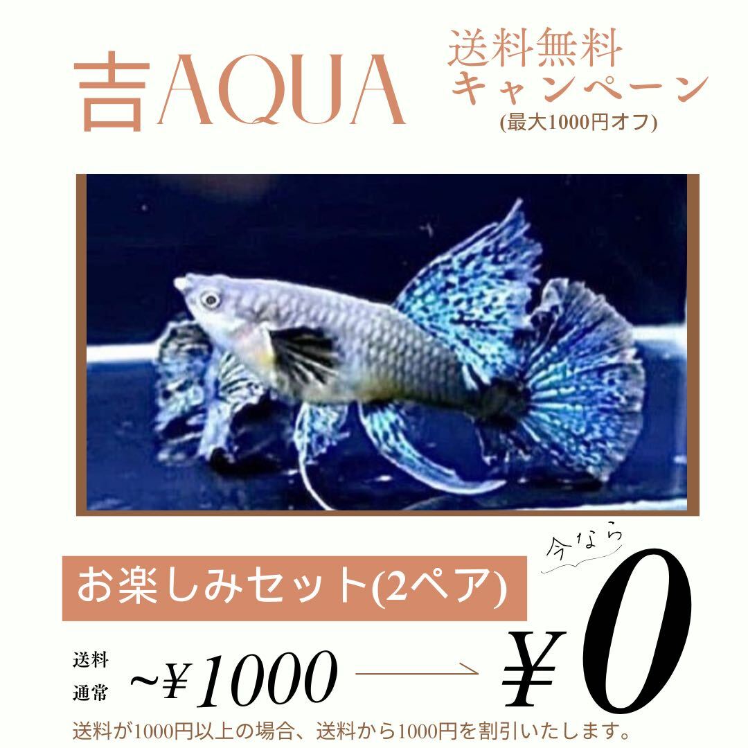 国産 グッピー 専門店 またのきや (Page 3)