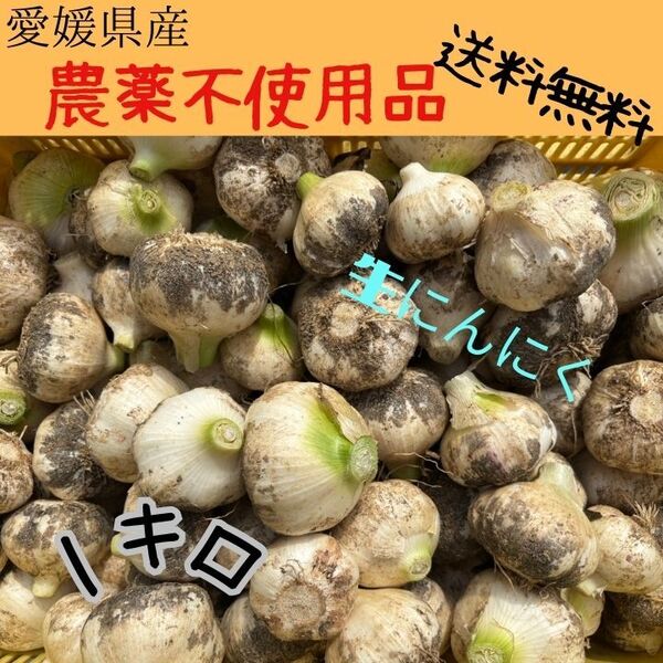 愛媛県産 農薬不使用 生ニンニク 1キロ 送料無料 n7